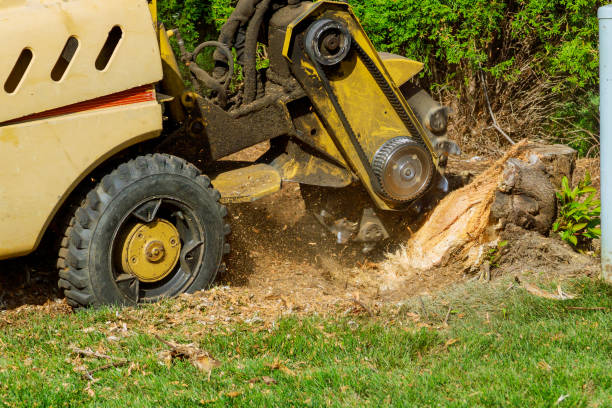 Best Tree Stump Removal  in Bellevue, ID